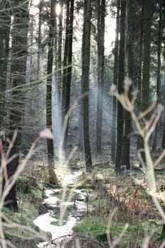 a Autumn forest with a romantic creek .
