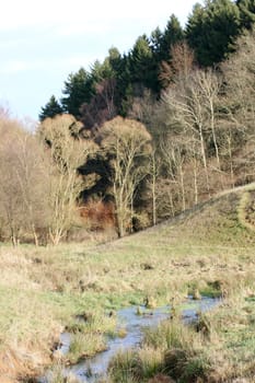 a Autumn forest with a romantic creek .