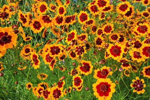A flower meadow with various wild flowers