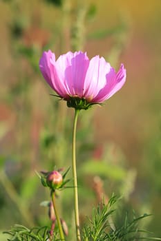 A flower meadow with various wild flowers