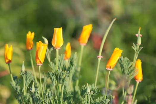 A flower meadow with various wild flowers