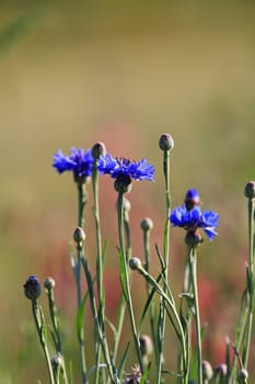 A flower meadow with various wild flowers