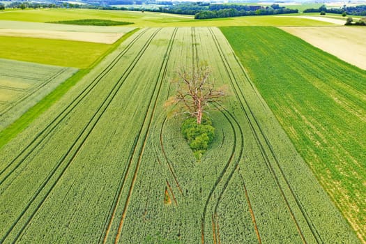 dead tree in a field from above
