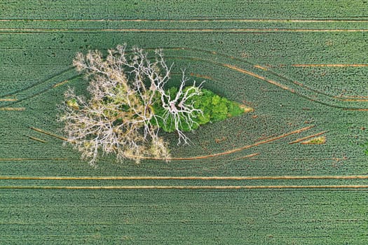 abgestorbener Baum von oben