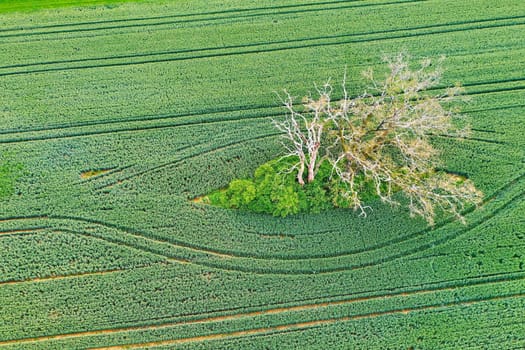 dead tree in a field from above