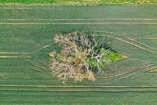 dead tree in a field from above