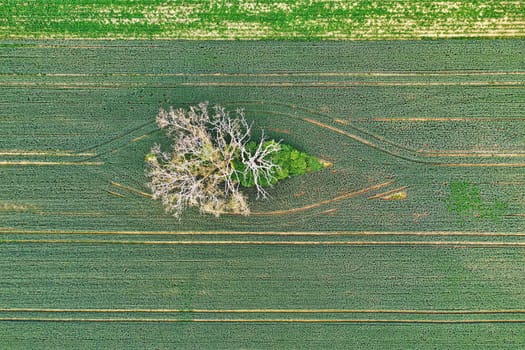 dead tree in a field from above