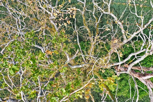 dead tree in a field from above