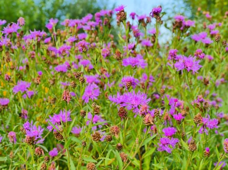 blooming flowers cornflowers green meadow