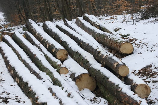 Ready to transport the logs stored in the winter forest