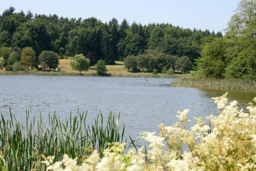 some small trees inlaid a Lake .