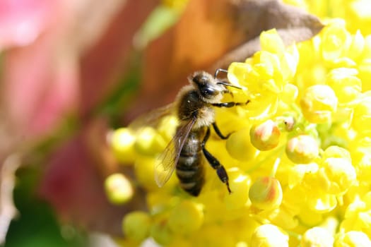 A bee visits a yellow flowering bloom