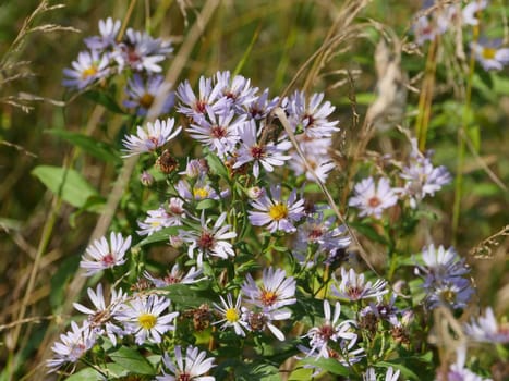 asters against a  field background Wildflowers flowering meadow