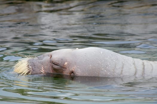 The walrus (Odobenus rosmarus) is a species of seal, which occurs in the cold seas of the northern hemisphere.