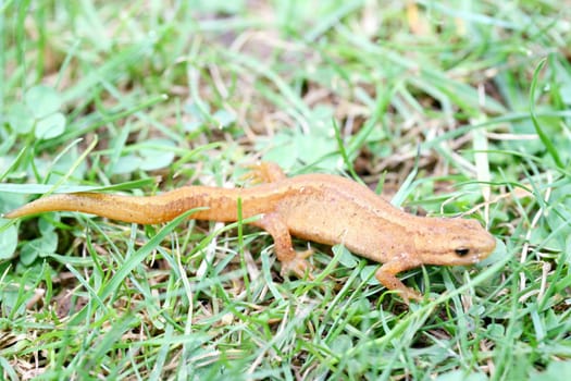 the newt (Triturus) belongs to the class of amphibians