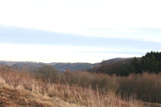 A landscape with wheat fields and forest.