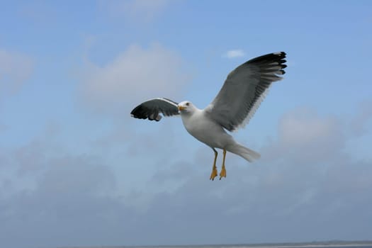 a close-up of a flying gull, with blue sky background