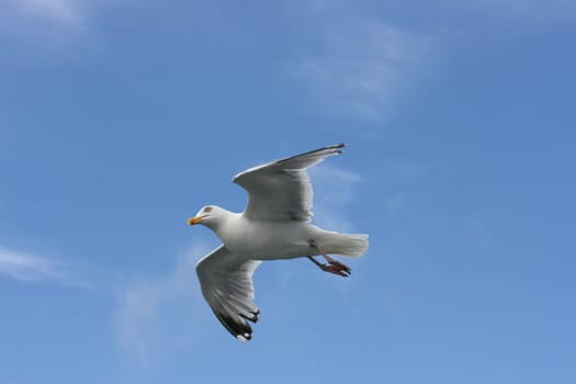 a close-up of a flying gull, with blue sky background