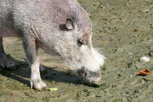 a detail shot of a wild boar (Sus scrofa).