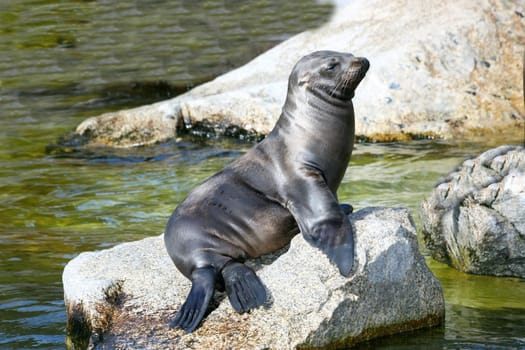 A seal sunning itself on a rock on the beach