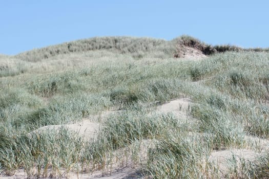 some dunes on the North Sea in the Netherlands.