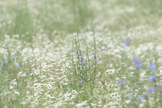 2 - Huge amount of many wild white daisies carpet the meadow floor, and a patch of slender chicory blue flowering plants rise above them.