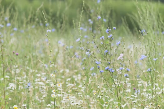 3 - Dense flowering plants cover this meadow. Background and texture use, subject is a large blue flowering chicory plant.