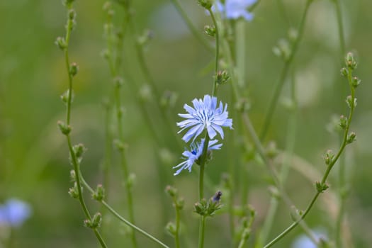 6 - Bright white and blue petals of a chicory plant flower. Plain green smooth background from selective focus technique. Wild meadow texture.