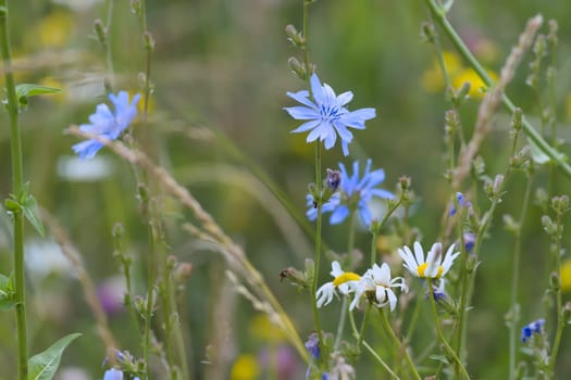 7 - Multicolored image of many meadow flowers. Close up perspective, blue chicory flower is the focus. Daises present too in front of green background