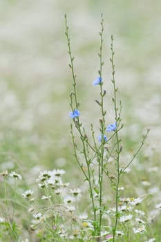 1 - Selective focus vertical image of slender green chicory plants in a meadow, with bright blue flowers. Smooth background of many white daisies