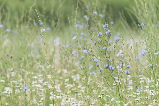 4 -Level dense flowering plants cover this meadow. Background and texture use, subject is a large blue flowering chicory plant.