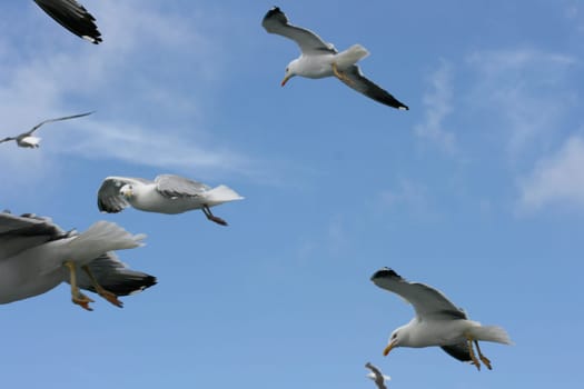 a close-up of a flying gull, with blue sky background