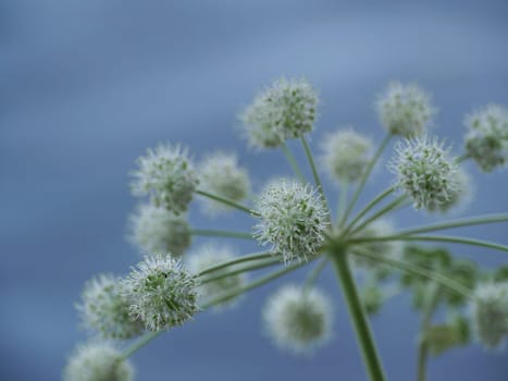Angelica umbrella inflorescence of flowers on a blue background close-up
