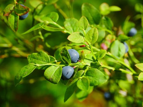 forest berries blueberries on a branch close-up