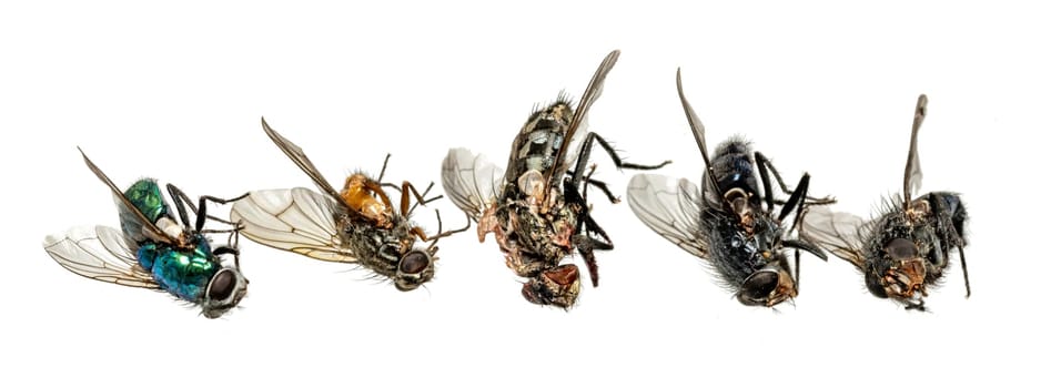 Various dead flies lie in a row. Isolated on white