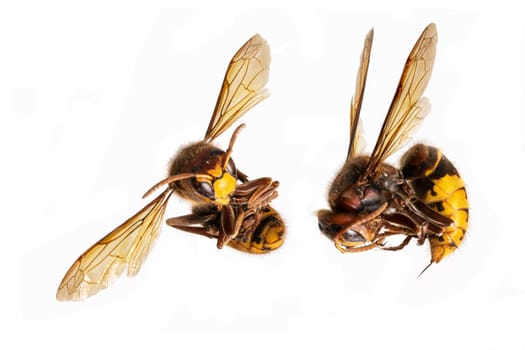 Dead hornets lie curled up with the stinger extended against a white background