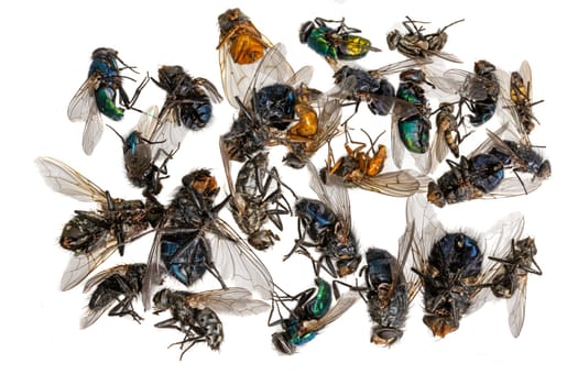 Many different colorful dead insects are in one pile. Isolated on white
