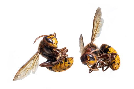 Dead hornets lie curled up with the stinger extended against a white background
