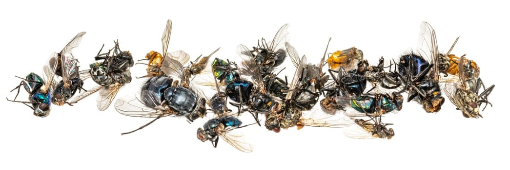 Various dead flies lie in a row. Isolated on white