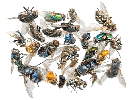 Many different colorful dead insects are in one pile. Isolated on white