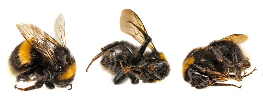 Three dead bumblebees lie next to each other against a white background