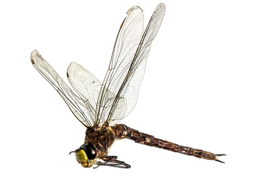 Large dead dragonfly lies on its side with outstretched wings against a white background