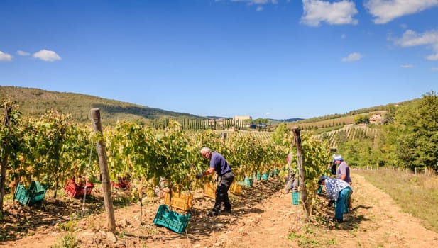 Tuscany, Italy, September 21, 2015: farmers are harvesting grapes for wine making at a vineyard in Tuscany, Italy