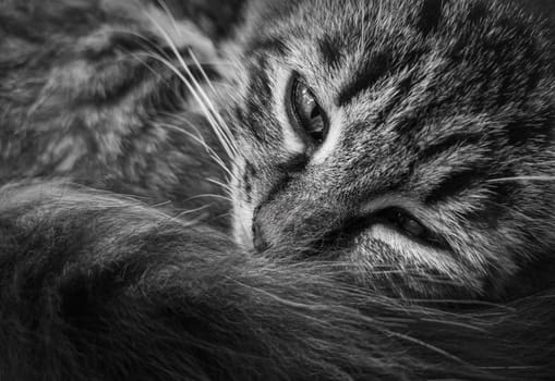 Close up marvelous black and white portrait of a moody kitten, lying down thoughtful. Striped cat, wise look, sad emotion. Furry pet resting. Sleepy feline, relaxed and upset expression.