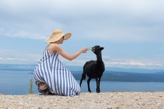 Young attractive female traveler wearing striped summer dress and straw hat squatting, feeding and petting black sheep while traveling Adriatic coast of Croatia.