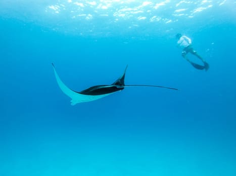 Male free diver and Giant oceanic manta ray, Manta Birostris, hovering underwater in blue ocean. Watching undersea world during adventure snorkeling tour on Maldives islands.