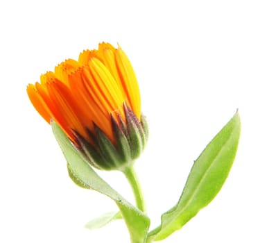 Beautiful blossoming yellow marigold on white background. Calendula officinalis