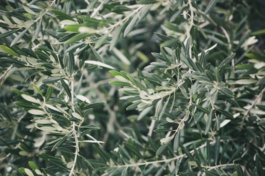 Image Of Olive Tree Background.