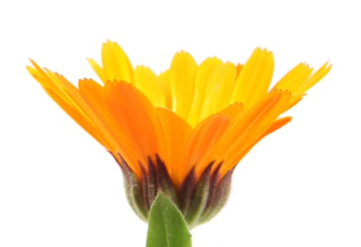Beautiful blossoming yellow marigold on white background. Calendula officinalis