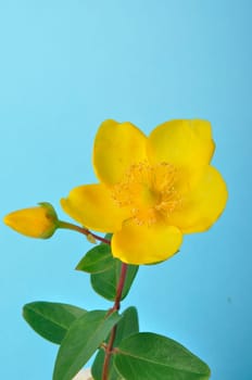 Ornamental St. John's Wort on a blue background